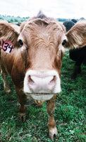 brown cow looking into camera next to black cow