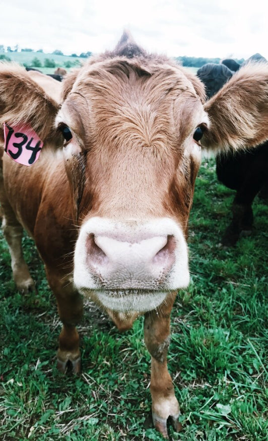 brown cow looking into camera next to black cow