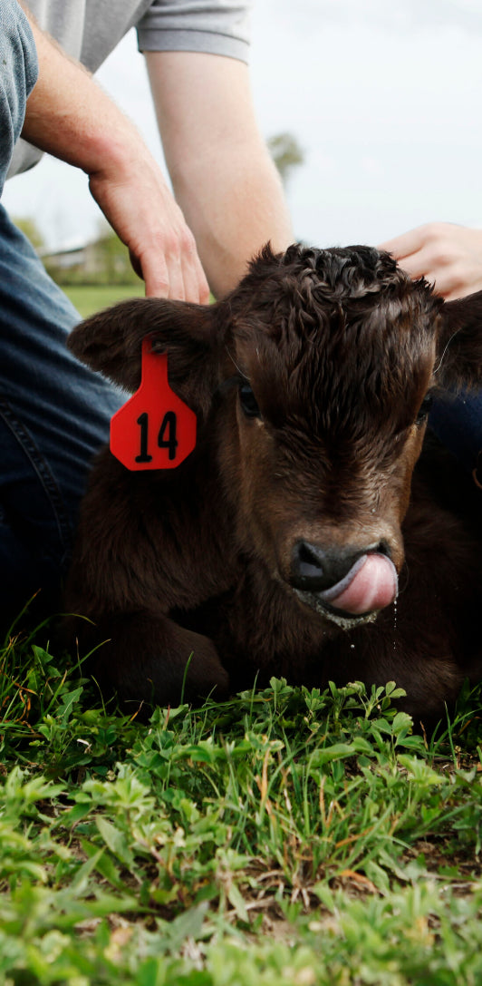 baby cow calf laying in field being taken care of